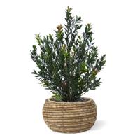 Kunst Buxus Haagplant 50cm Groen/rood