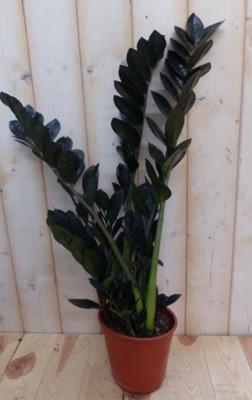 Emerald palm Zamioculcas potmaat 12 cm H20-40 cm kamerplant Warentuin Natuurlijk - Warentuin natuurlijk