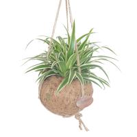 Kokodama Chlorophytum P 15 cm