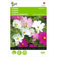 Cosmos, Cosmea Sensation gemengd