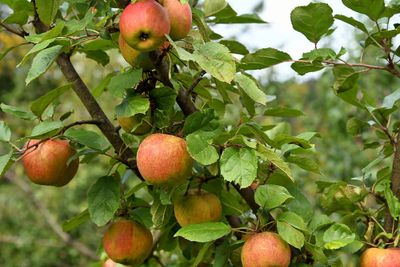 Patio appelboom &apos;Delcorf&apos;