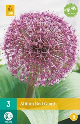 Allium red giant 3 bollen