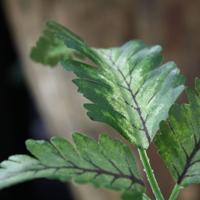 Pteris Varen blad 50 cm