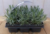 Lavendel plantjes zes stuks blauw - Warentuin natuurlijk