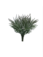 Crassula Himalaya pick grey 15cm Erutan Avon - Erutan avon