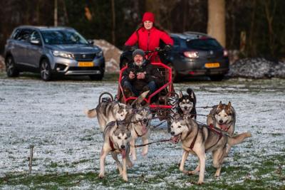 Voel de kracht van de husky's en geniet van pure adrenaline!