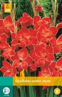 Gladiolus atom bloembol 1 stuk Gladiool JUB - Jub