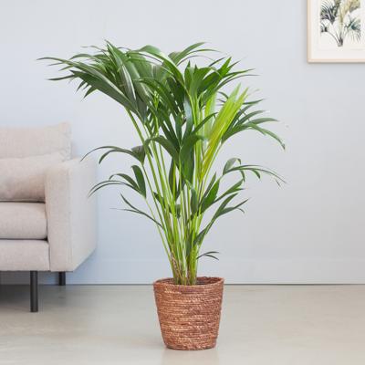 Howea Forsteriana - Kentiapalm P19