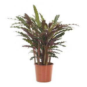 Calathea Rufibarba &apos;Wavestar&apos; - P 14 cm