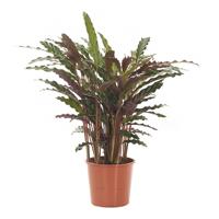 Calathea Rufibarba &apos;Wavestar&apos; - P 14 cm
