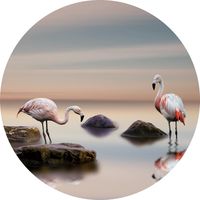 Glasschilderij rond 80 cm Flamingo - thumbnail