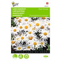 2 stuks Chrysanthemum maximum nanum Silver Princess - thumbnail