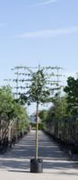 Spaanse aak als leiboom Acer campestre h 300 cm st. omtrek 10 cm st. h 180 cm - Warentuin Natuurlijk