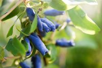 Blauwe honingbes
