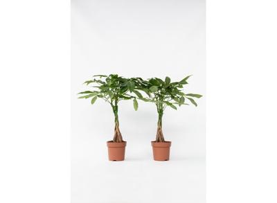 Set van 2 Pachira 'Money trees' - Geluksboompjes
