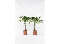 Set van 2 Pachira 'Money trees' - Geluksboompjes