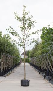 Dubbelbloemige sierkers Prunus a. Plena h 250 cm st. omtrek 8 cm - Warentuin Natuurlijk