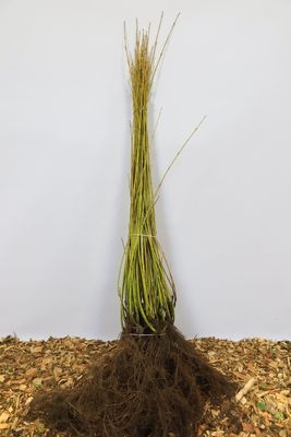 Kornoelje