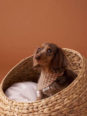 Geruite bandana halsband voor hond FAMILY bruin, geruit