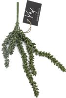 erwten plant erwten plant