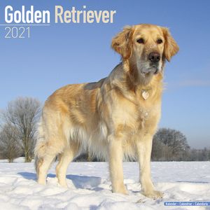 Kalender 2025 Golden Retriever