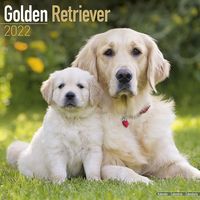 Kalender 2025 Golden Retriever