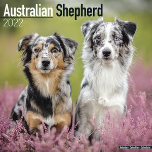 Kalender 2025 Australian Shepherd