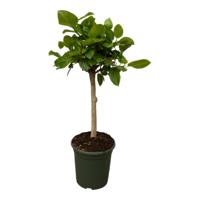 Ficus Altissimo variegata - 130 cm - Ø33cm