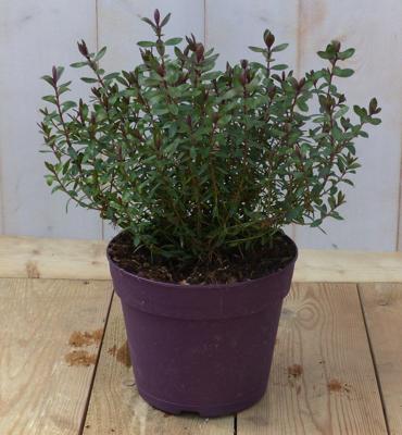 Hebe groenblijvend vaste plant met rood groen blad - Warentuin natuurlijk