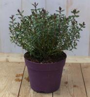 Hebe groenblijvend vaste plant met rood groen blad - Warentuin natuurlijk