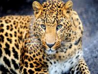 Mona Lisa diamond painting luipaard 50 x 40 cm bruin 440 gr - thumbnail