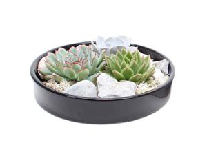 Echeveria Garden Mix in black bowl