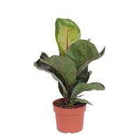 Ficus Lyrata Bambino - P 12 cm Ficus Lyrata Bambino - P 12 cm