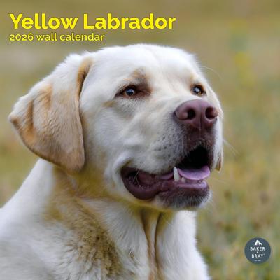 Labrador Retriever Blond Kalender 2026