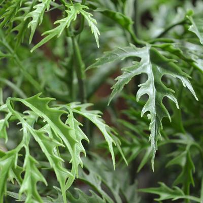 Ming Aralia kunststof tak 50cm - groen - UV bestendig