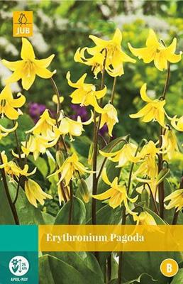 Erythronium Pagoda 2 bollen - Jub