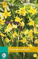 Erythronium Pagoda 2 bollen - Jub