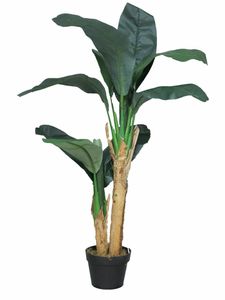 Banana tree in pot 120cm