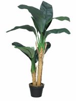 Banana tree in pot 120cm