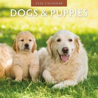 Dogs and Puppies Kalender 2026
