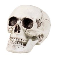 Schedel Mailla met beweegbare kaak 20x15cm