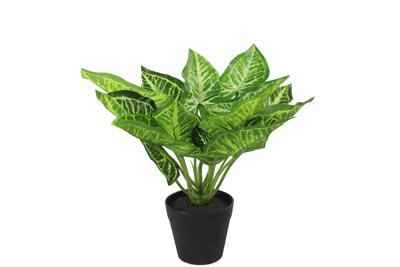 Calathea S groen - Countryfield