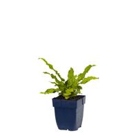 Asplenium scolopendrium vaste plant Griffioen - Griffioen