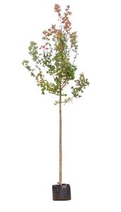 Rode veldesdoorn Acer campestre Red Shine h 250 cm st. omtrek 8 cm - Warentuin Natuurlijk