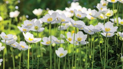 Anemonen veld 130x70cm Tuinschilderij - Customize it