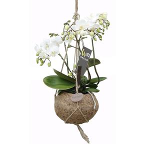 Kokodama Orchidee &apos;Wild&apos; P 17 cm