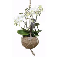 Kokodama Orchidee &apos;Wild&apos; P 17 cm