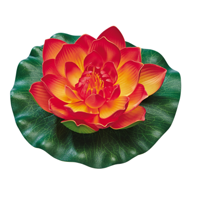 Pontec Pondolily oranje Pontec Pondolily oranje