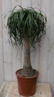 Olifantspoot Beaucarnea 100 cm een dikke stam Kamerplant Warentuin Natuurlijk - Warentuin natuurlijk