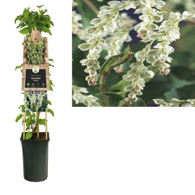 Fallopia Aubertii - Bruidssluier
